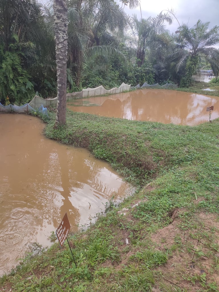 Étangs où sont élevés les poissons chats et tilapias