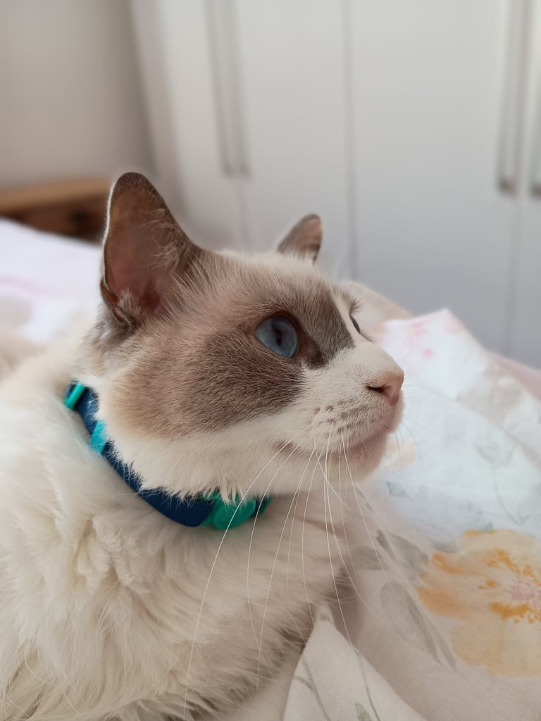 gato usando coleira