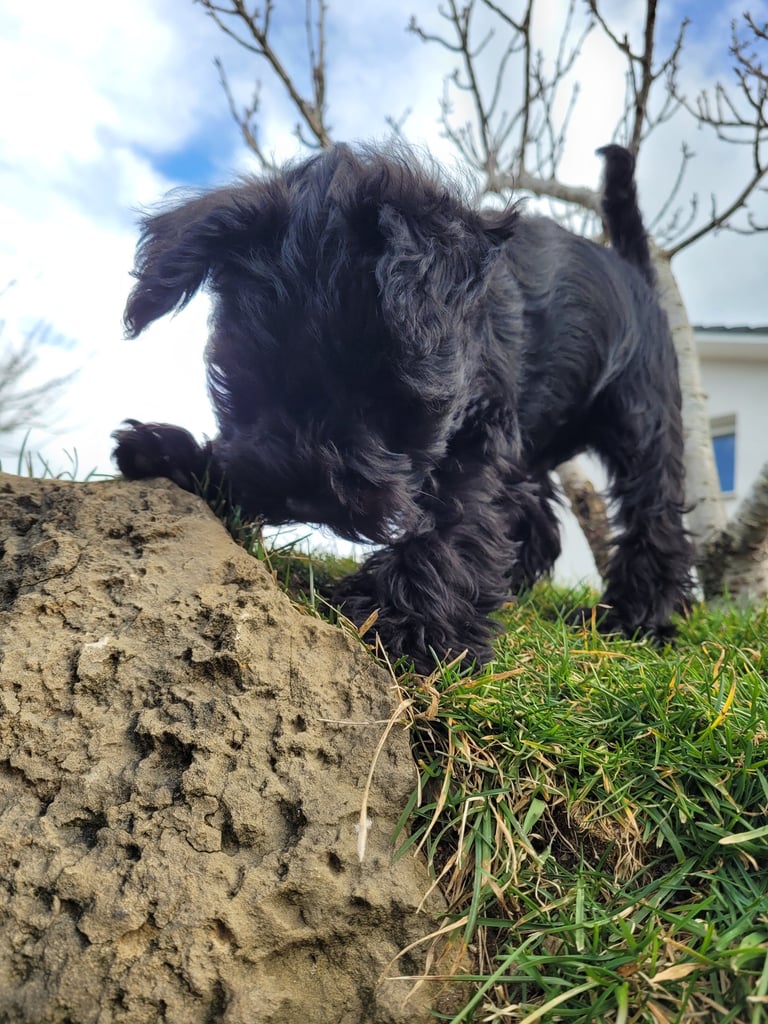 Bébé Schnauzer miniature noir