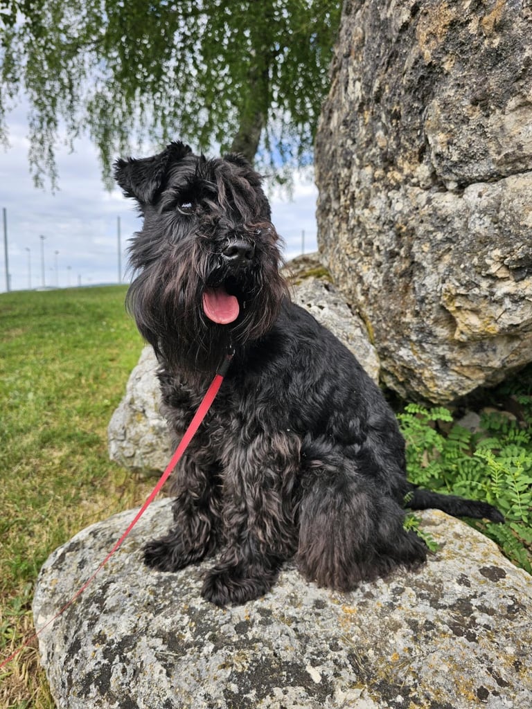Panzer le schnauzer