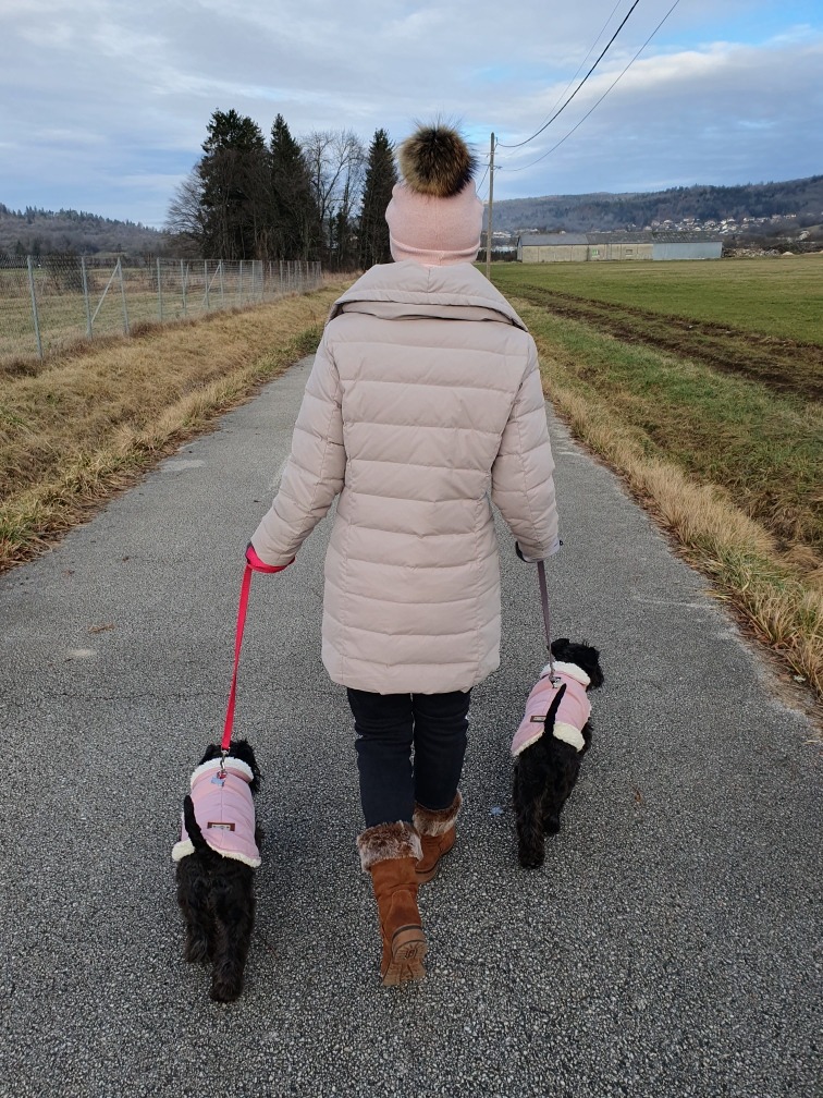 Eleveuse Schnauzers nains