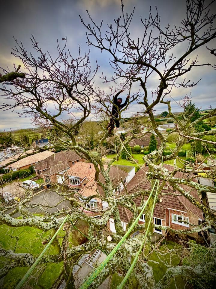 tree pruning by tree surgeon