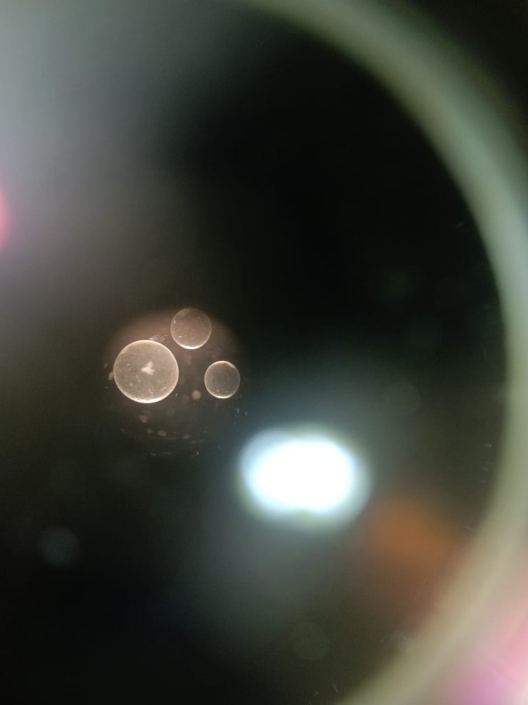 Trois embryons récoltés sur une jument