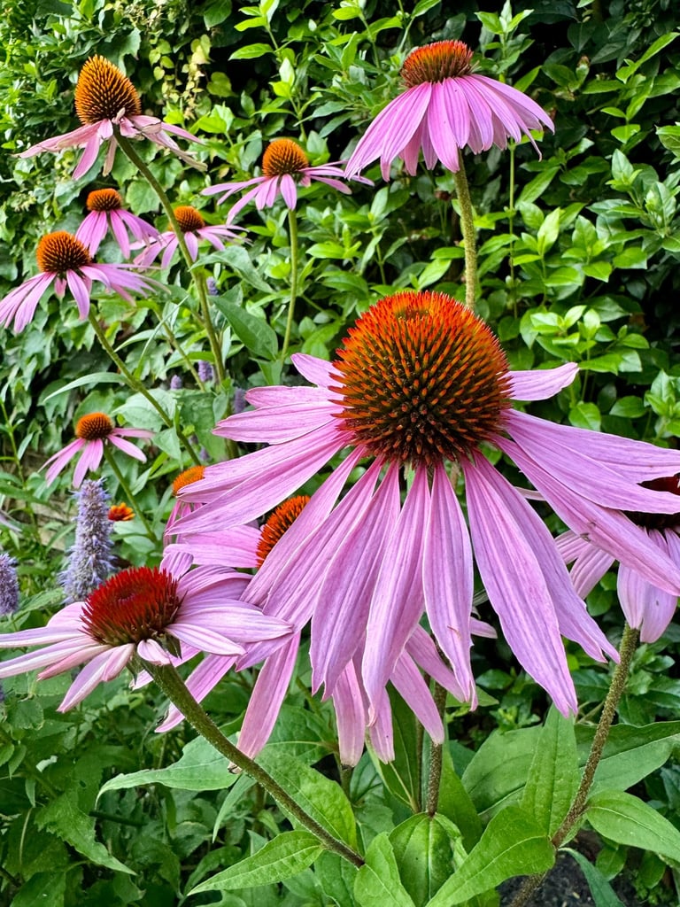 Planten met bloemen in een tuin roze genaamd Echinacea zonnehoed in combinatie met paars