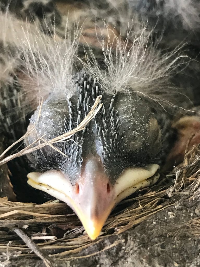Newborn robin bird sleeping in his nest.