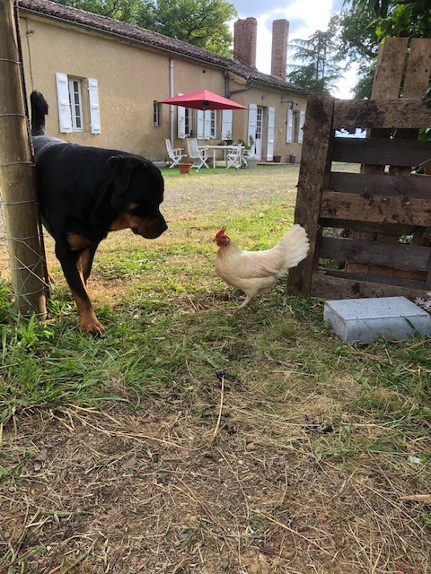 Ferme de Belon rottweiler et poule