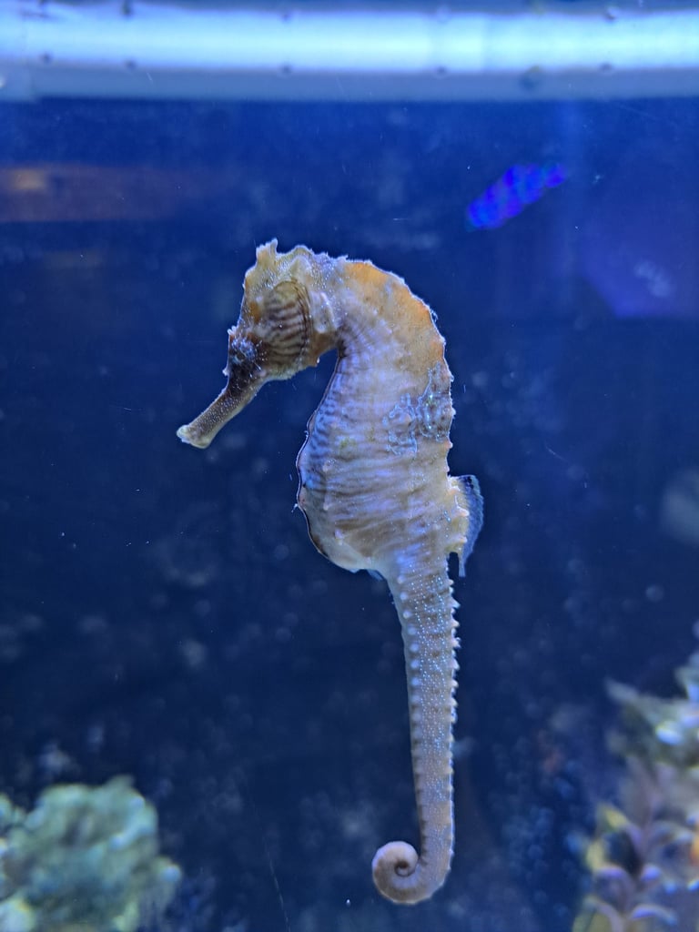 Seahorse