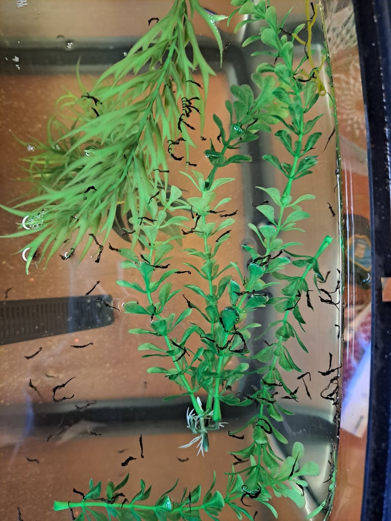 Baby Seahorses