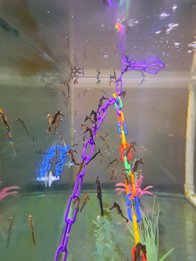 Baby Seahorses