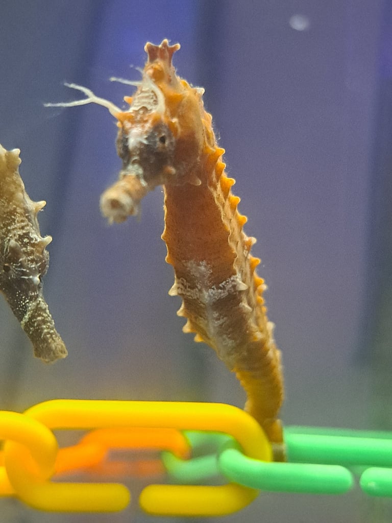 Seahorse