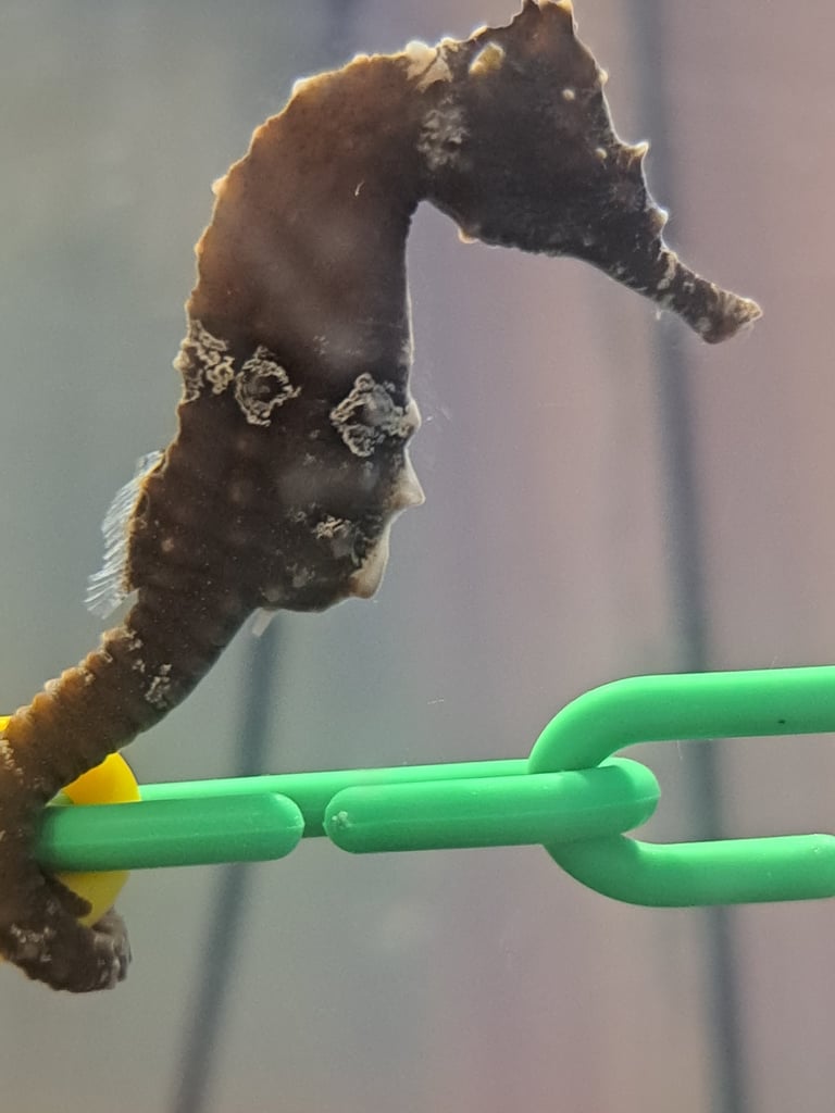 Female Seahorse