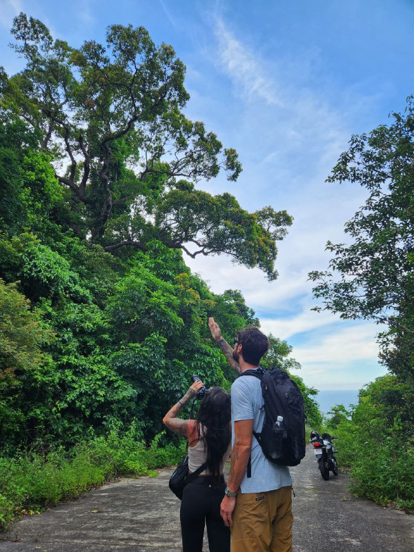 Tourists enjoy watching the langur hiding on the tree in Da Nang.