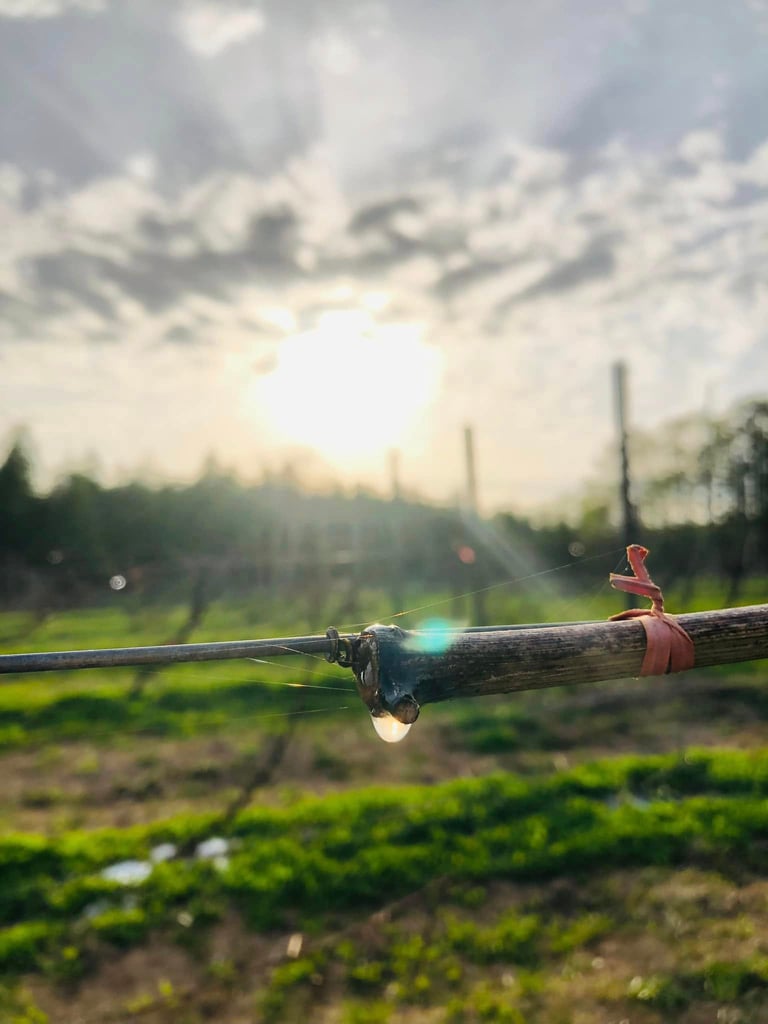 Kamisato Vineyard 上里酒庄