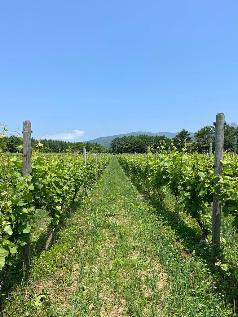 Kamisato Vineyard 上里酒庄