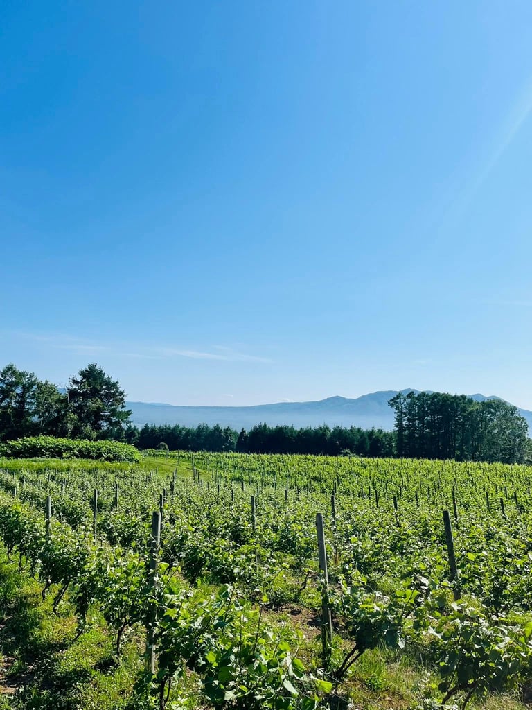 Kamisato Vineyard 上里酒庄