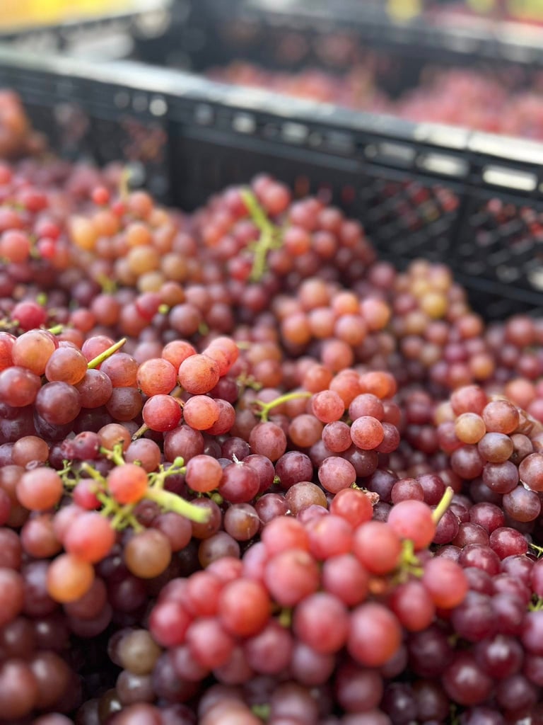 Kamisato Vineyard 上里酒庄