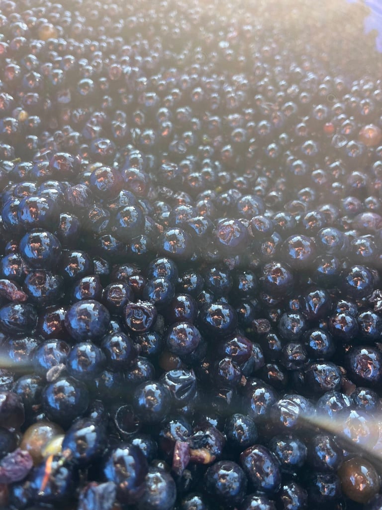 Kamisato Vineyard 上里酒庄