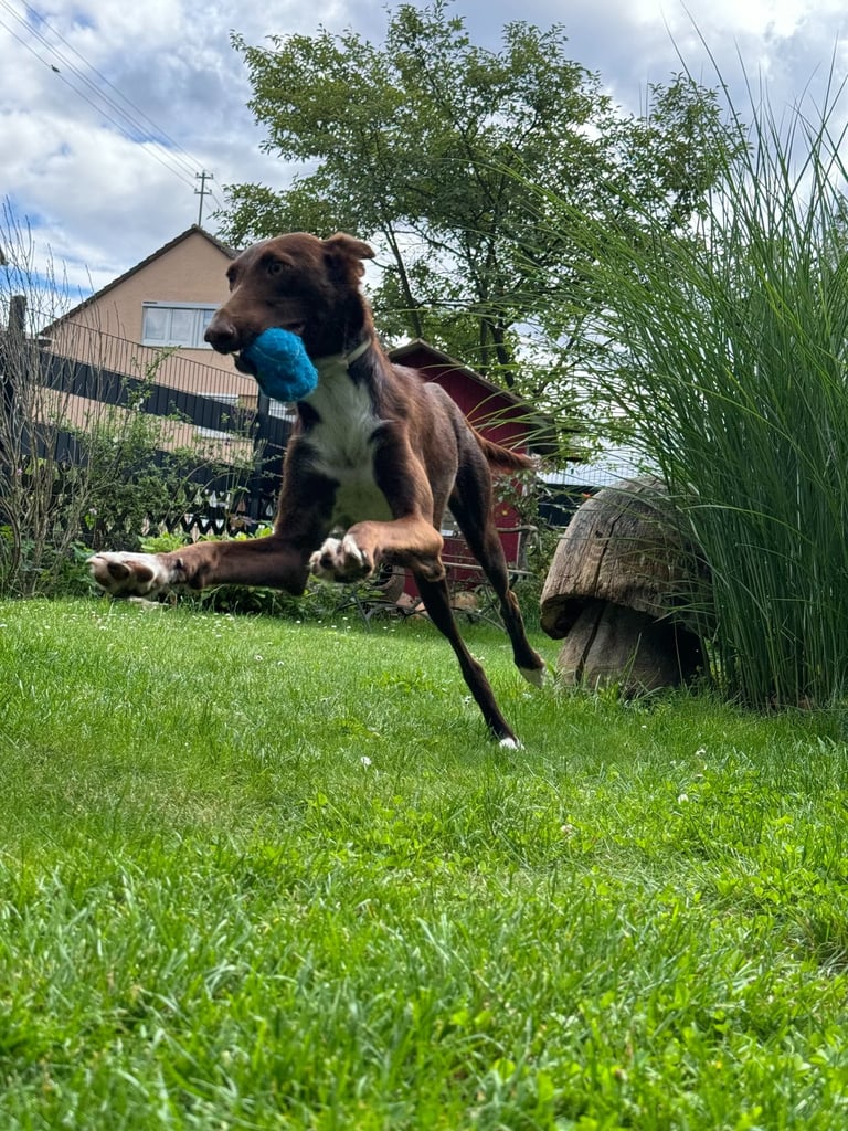 Junghund beim spielen auf der Wiese