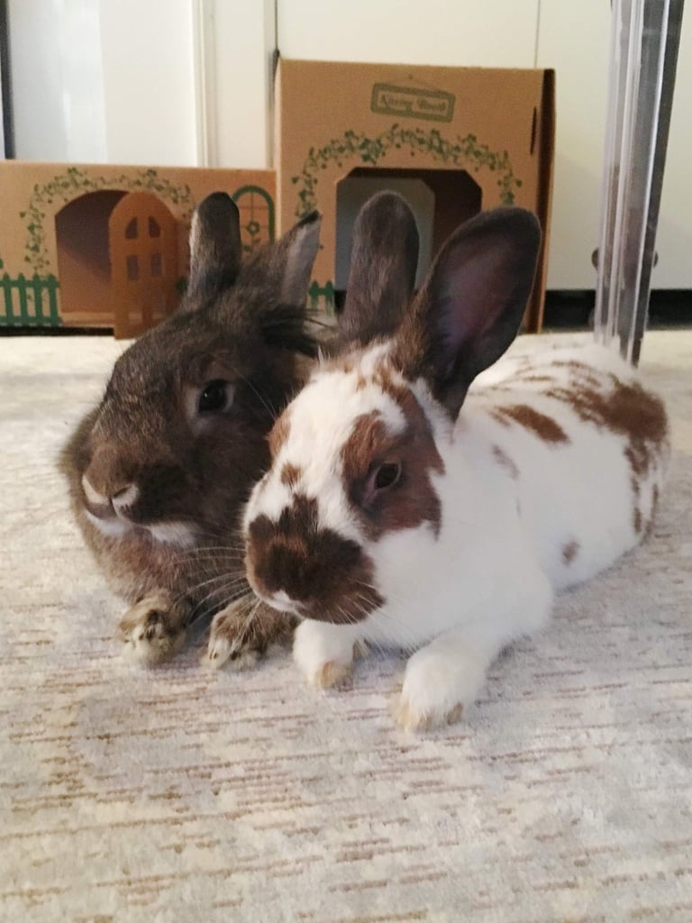 Click to learn about how you can help rabbits