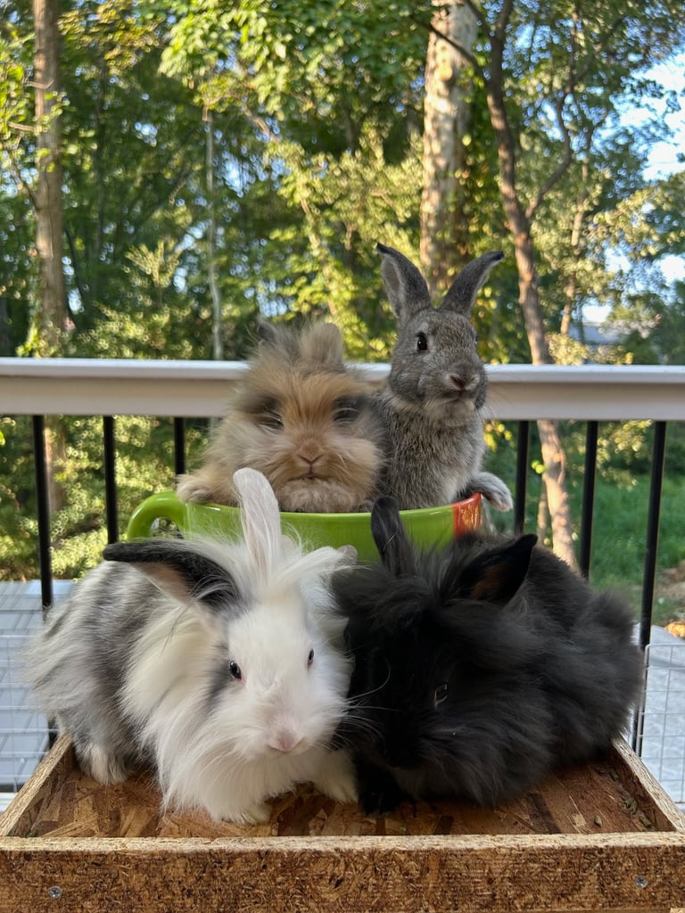 Click to learn how your donation benefits rabbits