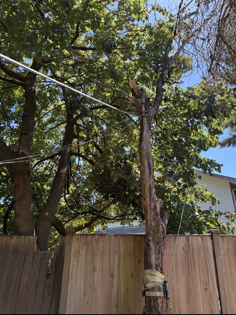 tree rigging for tree removal in snohomish county near mill creek