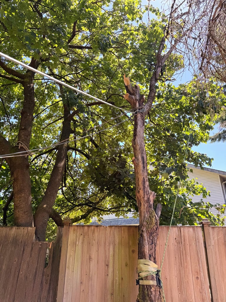 A hazardous tree removal is being done with rope rigging in Lynnwood Washington