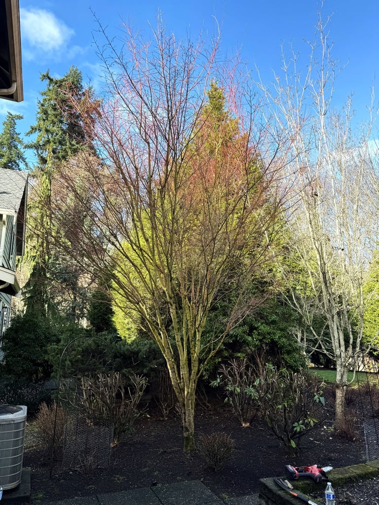 Tree pruning in Woodinville, WA