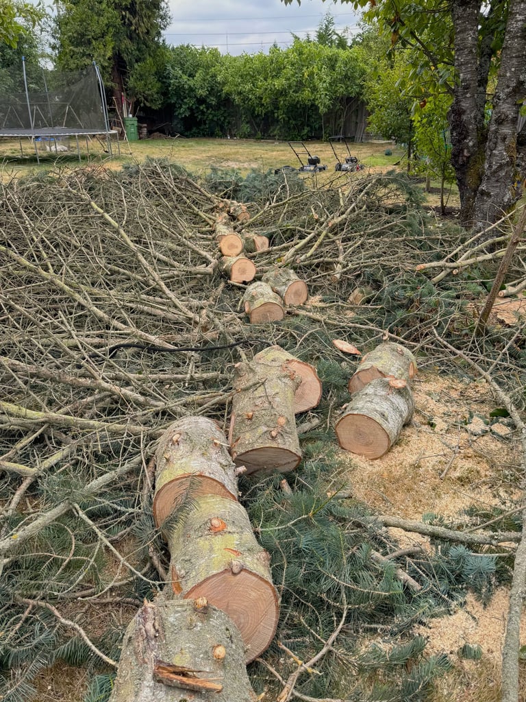 Felled tree being processed for removal in Snohomish County Washington