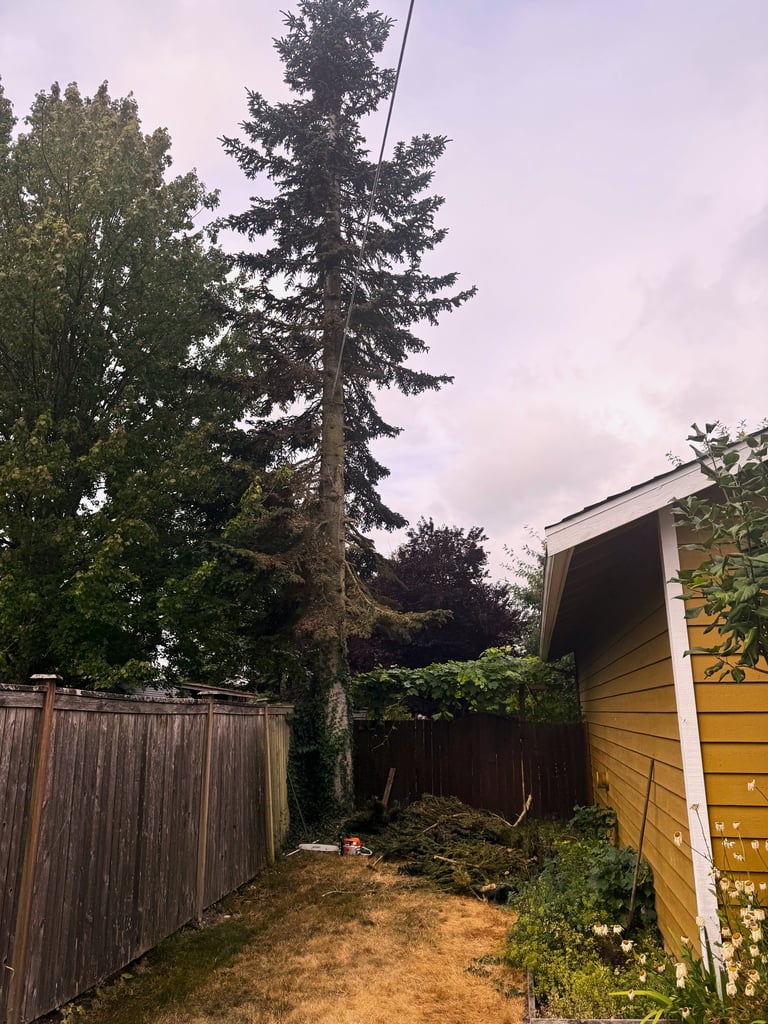Tree removal in tight space in Snohomish County Washington