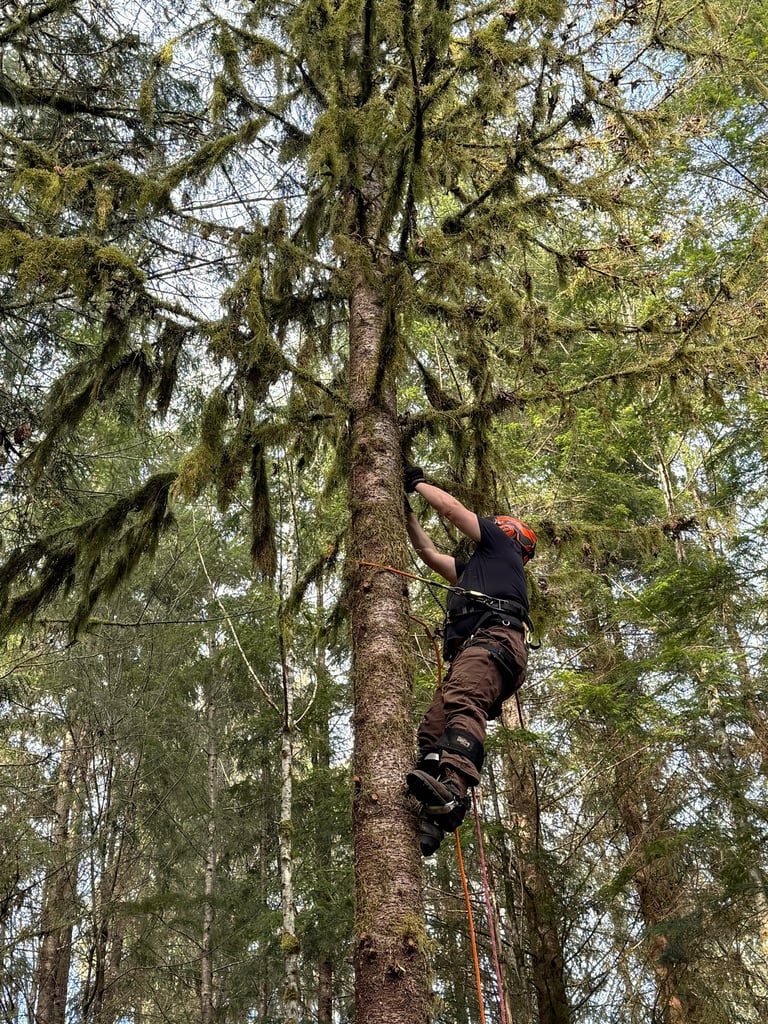 Tree service in Lynnwood WA with crew member removing limbs