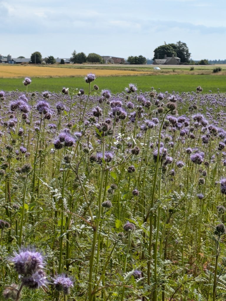Phacelia growing in the field beside the cabins