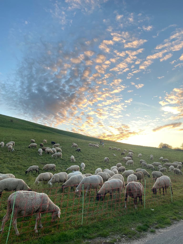 Die Tübinger Schafe grasen auf dem Österberg