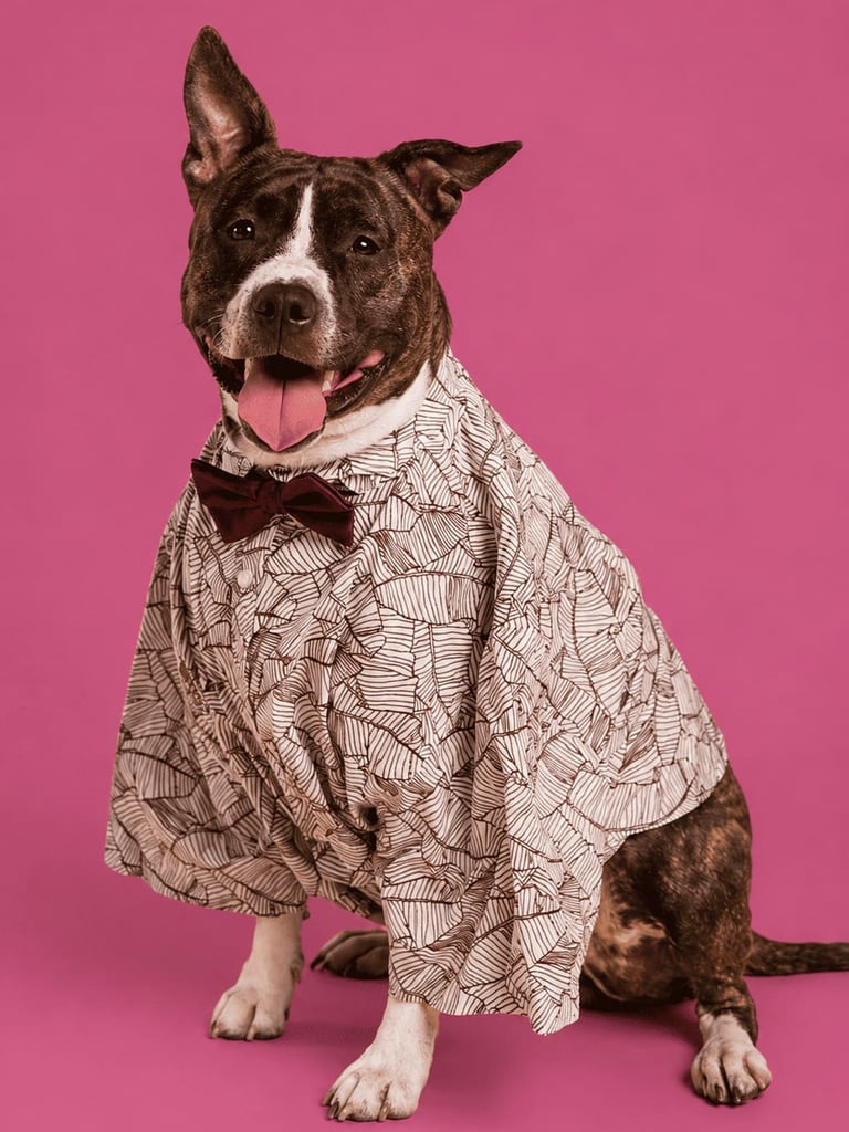 Perro pit bull terrier atigrado con camisa estampada.