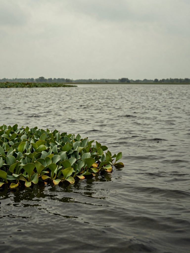 Close-to-water-level view across a haor wetland under heavy overcast midday light — water surface textured by a light wind, water hyacinth clusters in the foreground left, a narrow strip of distant treeline barely visible at the horizon, muted olive and slate tones, intimate and still