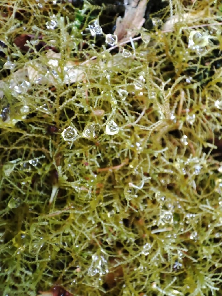 Musgo andino con gotas de agua en Reserva Natural El Páramo, Guasca