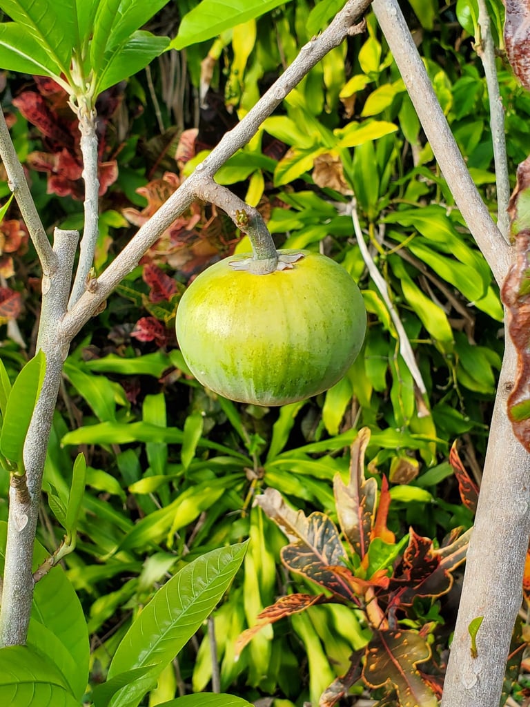 A single green ross sapote fruit hanging from a branch among lush tropical garden foliage.