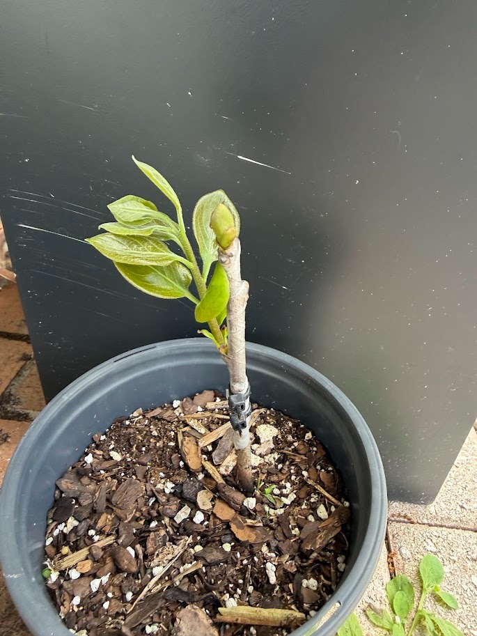 Young persimmon tree sapling with new green leaf growth in a black nursery pot.