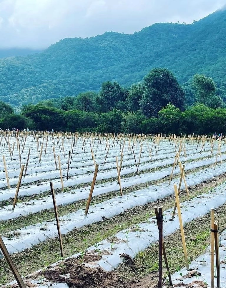 A scenic farm field with plastic mulch and wooden stakes for crops, set against lush green mountains.