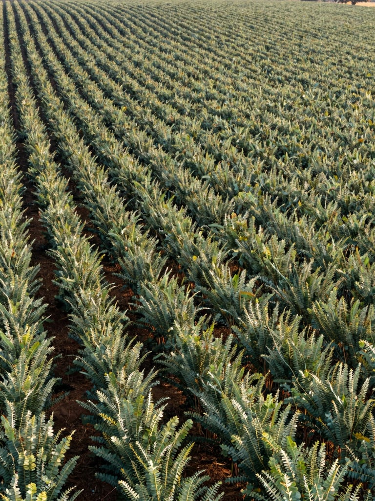 Crisp morning light over an orderly eucalyptus forestry plantation with clean rows stretching into the background, technical and managed