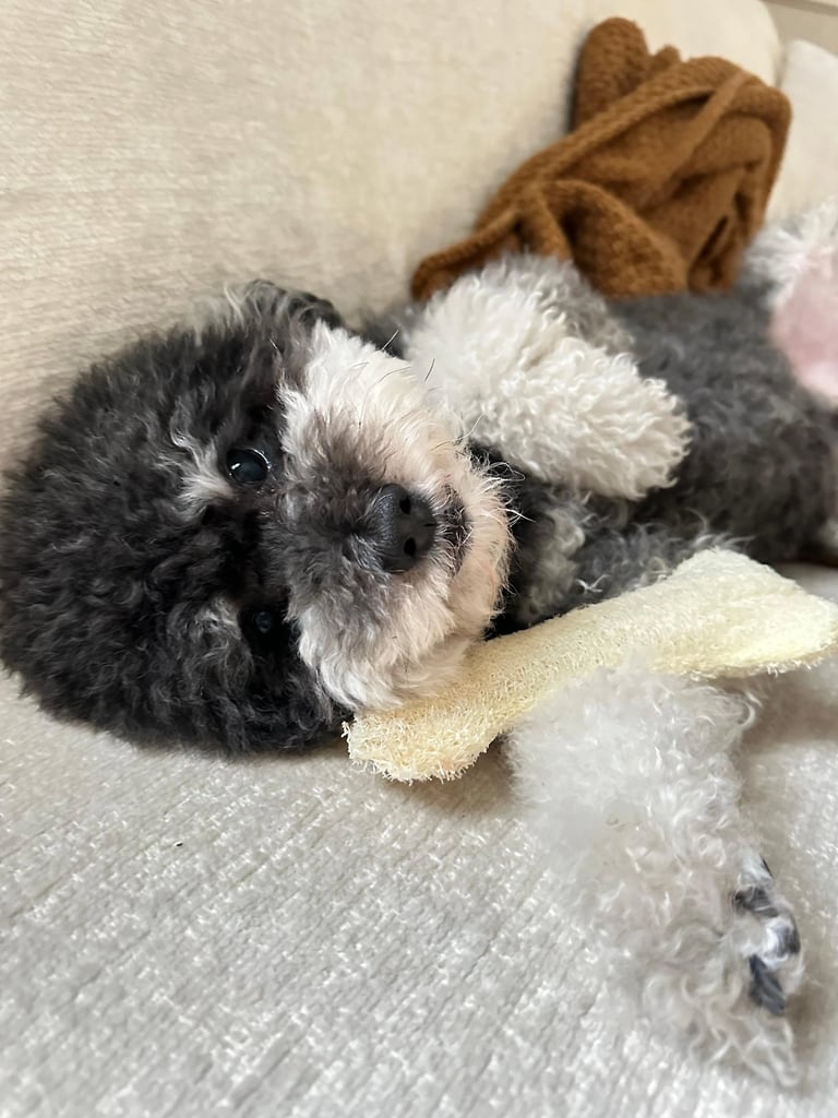 A small black and white toy poodle puppy lying on a couch with its favorite chew toy.