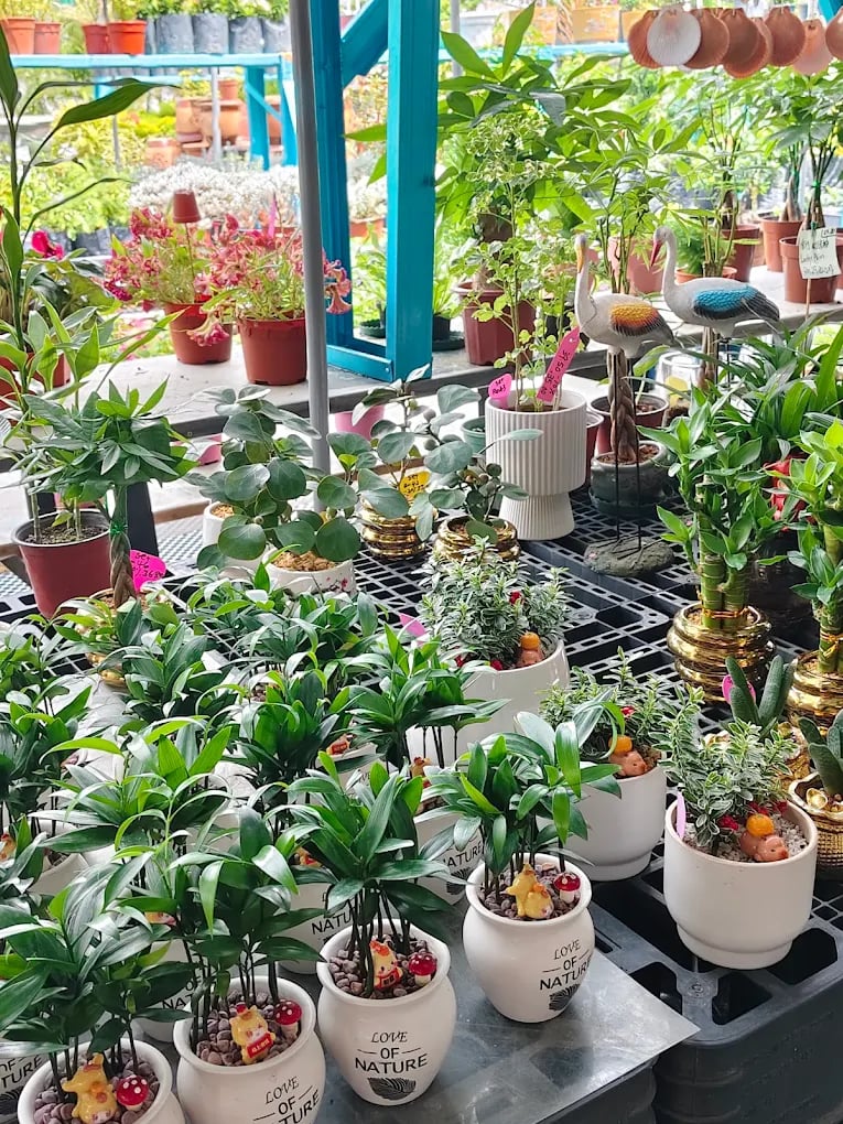 Indoor plants in white pots at garden nursery – Yie Yang Landscape, Malaysia
