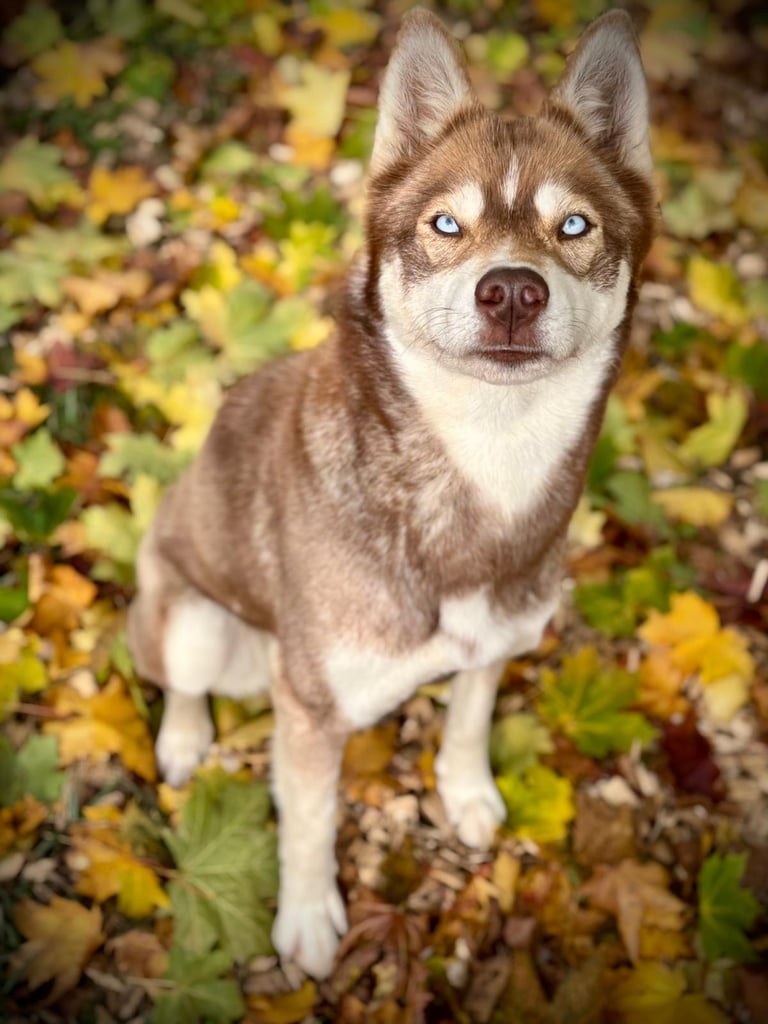 Huskyhündin mit rotem Fell