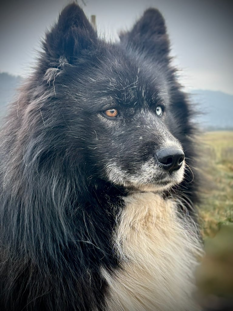 Schwarze Huskydame Koko.