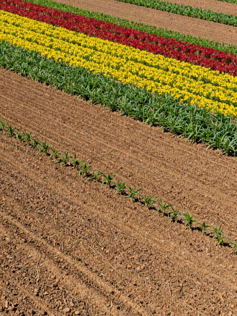Wide panoramic view of expansive, neatly patterned fields under bright natural daylight, showing a clear transition between different crops in a rotation cycle, rich soil tones, vibrant crop colors.