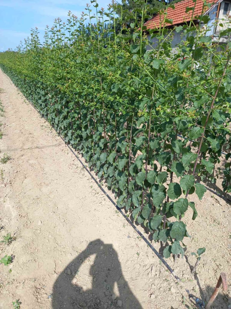 Red mladih sadnica lješnjaka koje rastu u rasadniku sa sistemom za navodnjavanje kap po kap