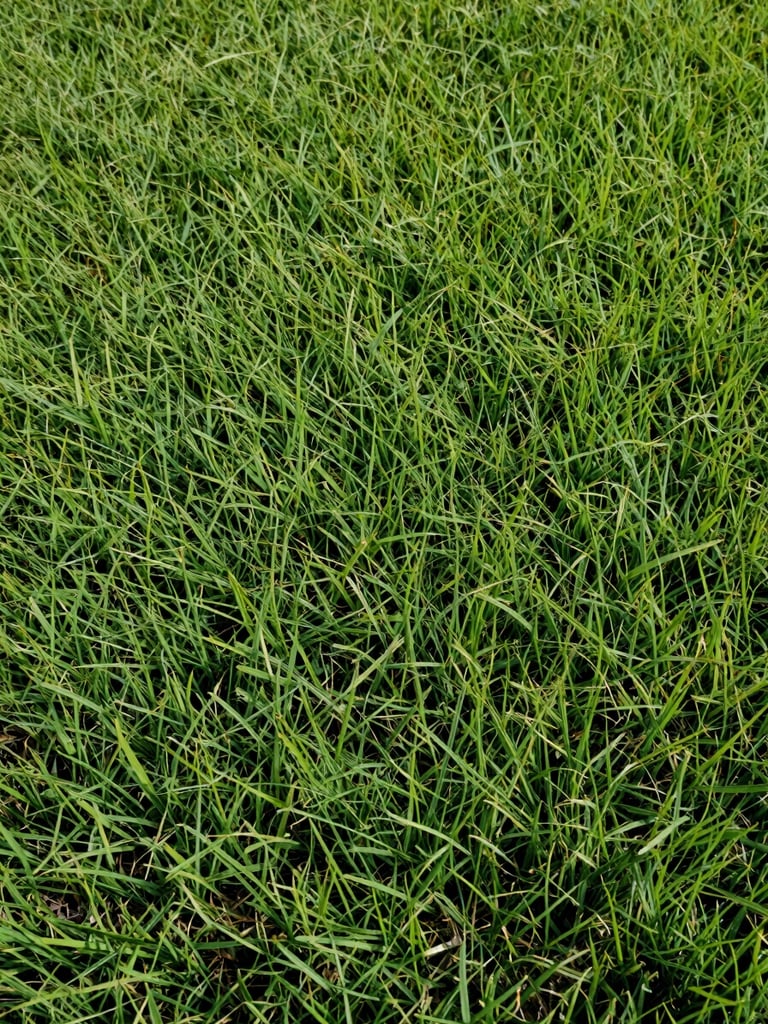 Extreme close-up of dense, healthy Carolina lawn turf in bright midday daylight, individual grass blades sharp and richly green, soil texture faintly visible at the base, wide horizontal framing with generous negative space on the left side