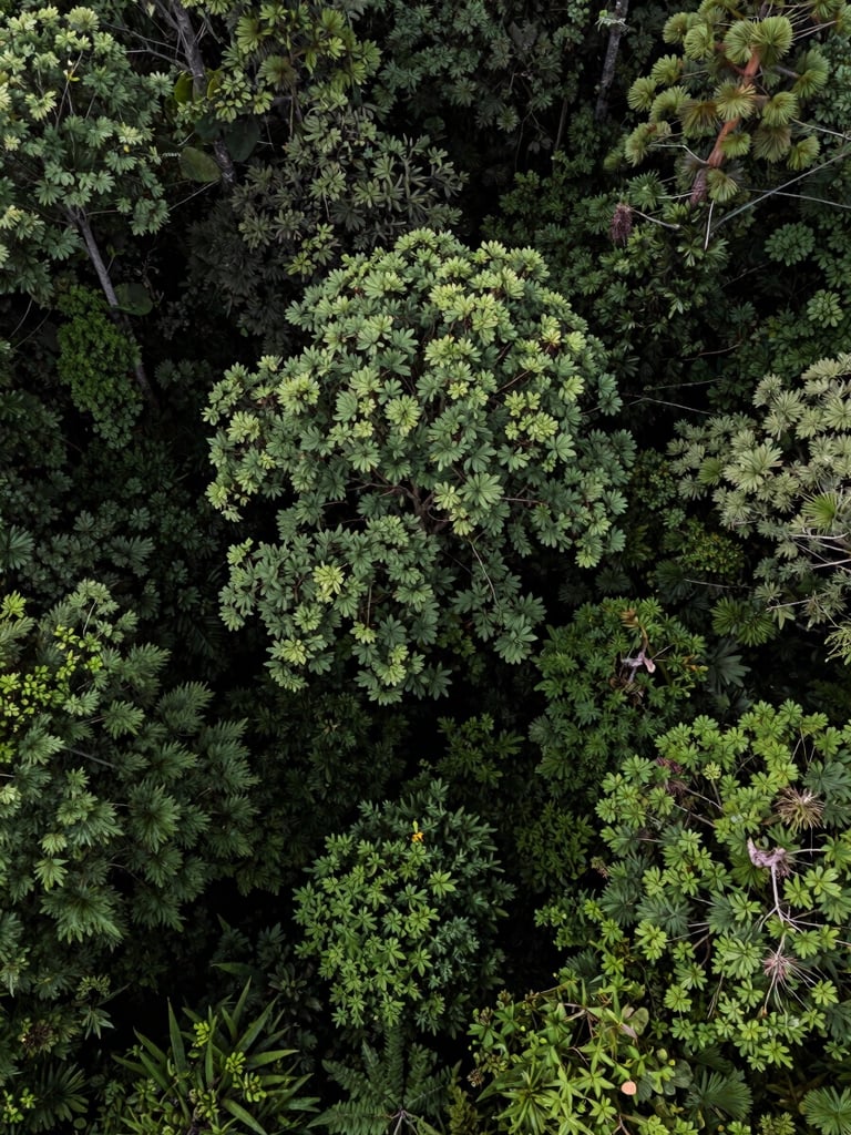 Wide aerial shot of a lush restored native forest canopy in high-contrast natural daylight, vibrant green foliage reclaiming the land, deep forest green tones, sharp detail, 35mm.