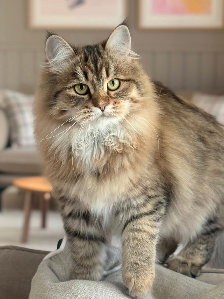 Sibirkatt fra NO*Rødrev oppdrett av Sibirkatt