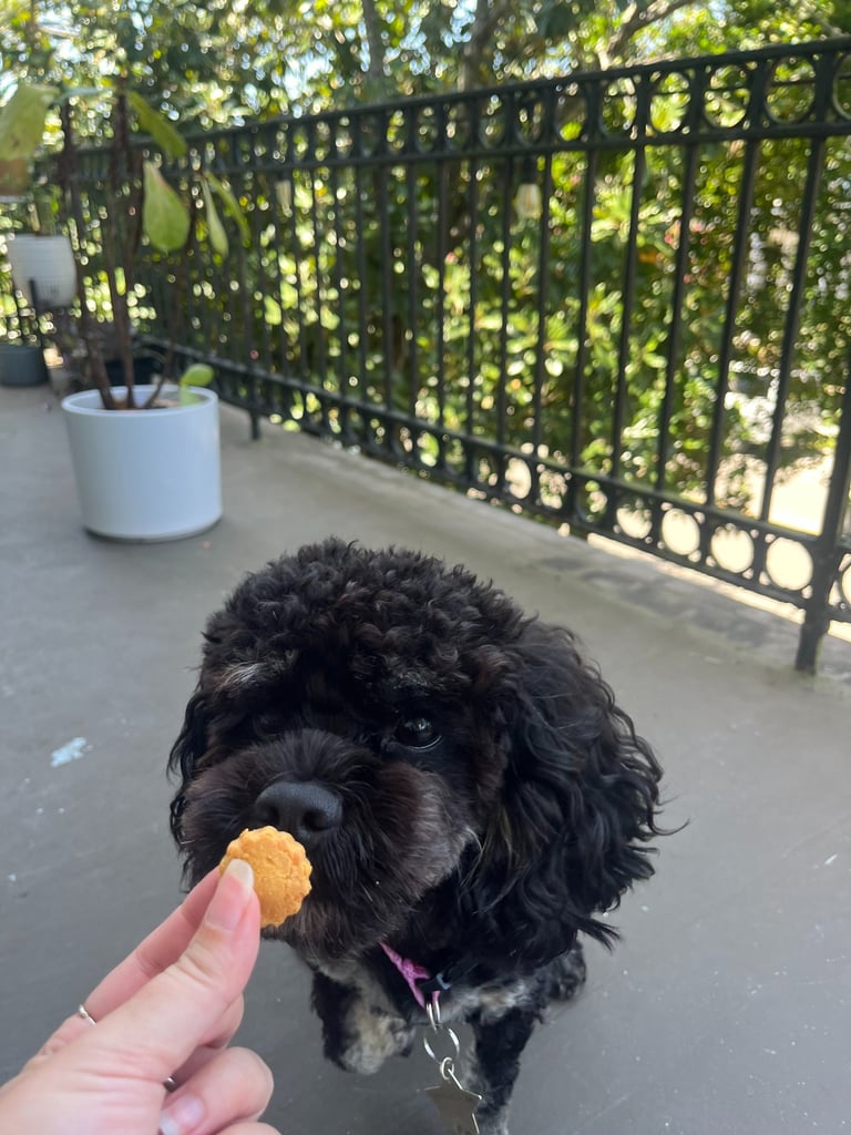 celebrate-dog-birthday-treats.jpeg