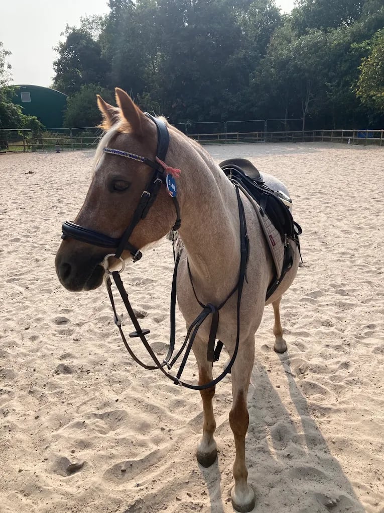 Saddled brown pony with riding tack standing in a sand equestrian arena.